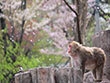 札幌市円山動物園
