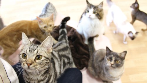 人も猫ちゃんもリラックス♪ゆったりスペースの猫カフェ