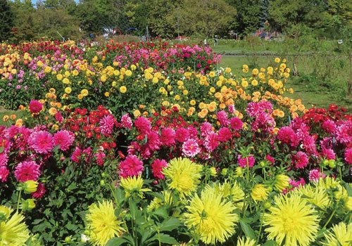 百合が原公園の秋はイベント目白押し！見頃を迎えるダリア や体験イベントなど季節ならではの楽しみが満載