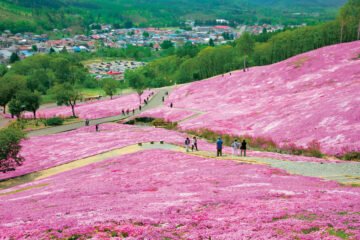 4/20締切!芝ざくら滝上公園「開花宣言日」2025年はいつ?ピタリ賞3名に賞金3万円! [JP01【公式サイト】]