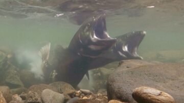 【NHK札幌】さわやか自然百景ミニ展示&amp;12月7日(日)「札幌　真駒内川編」放送! [JP01【公式サイト】]