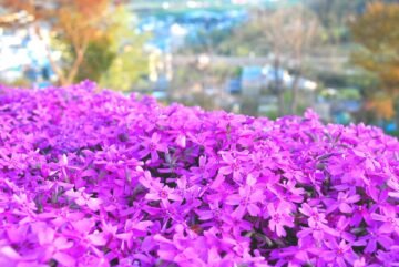 今年の芝ざくらはいつ咲くか?　童話村たきのうえ「2026芝ざくら開花クイズ」募集中! [JP01【公式サイト】]