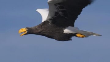 NHK「さわやか自然百景 」が1月25日(日)放送「北海道 宗谷岬 秋から冬」で通算1000回達成! [JP01【公式サイト】]