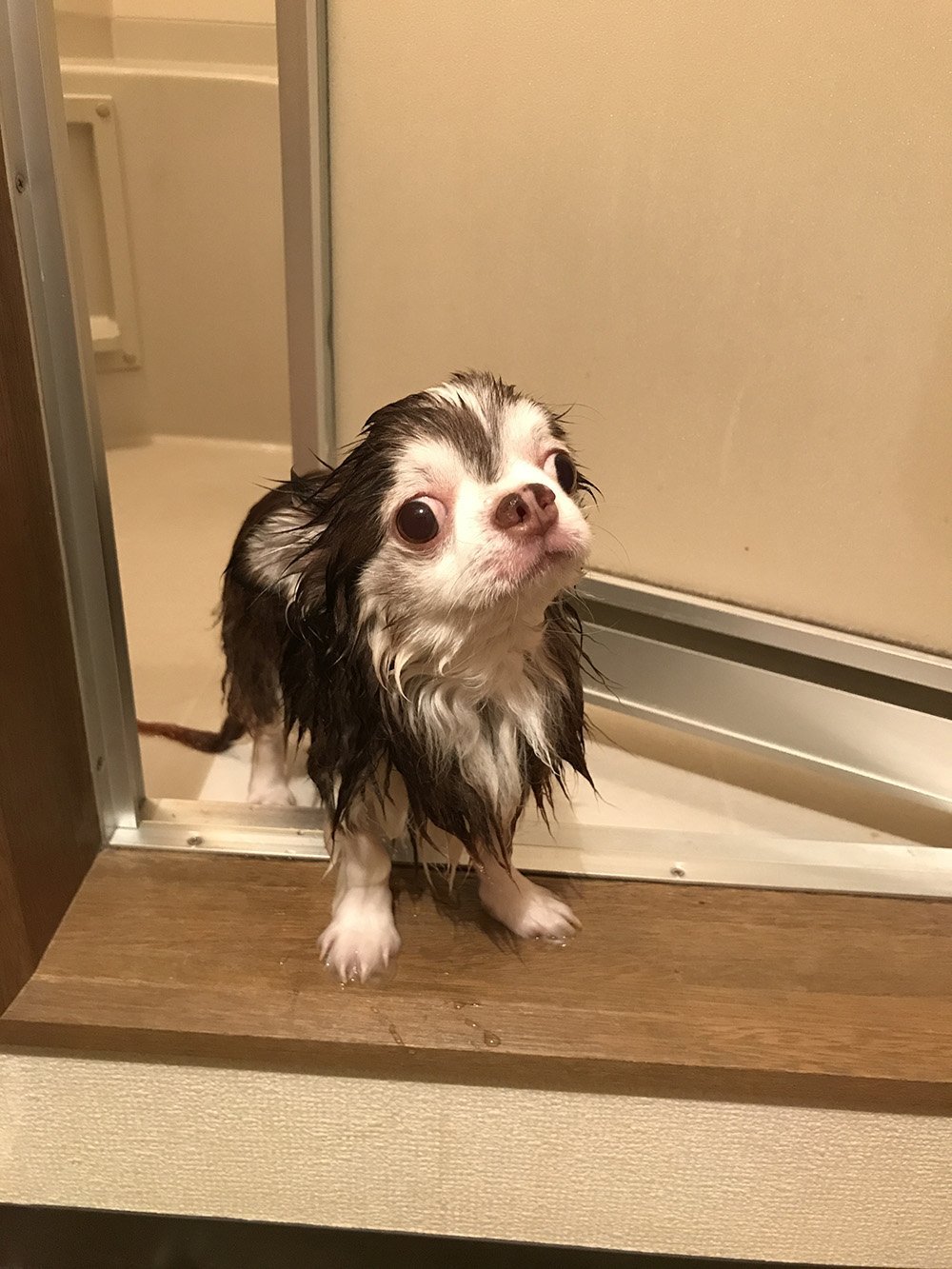 ふりっぱーWebの紹介ペットちゃん  お風呂気持ちよかった～ん。ボク、チワワだよ！ 名前は、ケント  自慢のペット写真募集中です  frip... [ふりっぱーweb ペット写真【Twitter】]