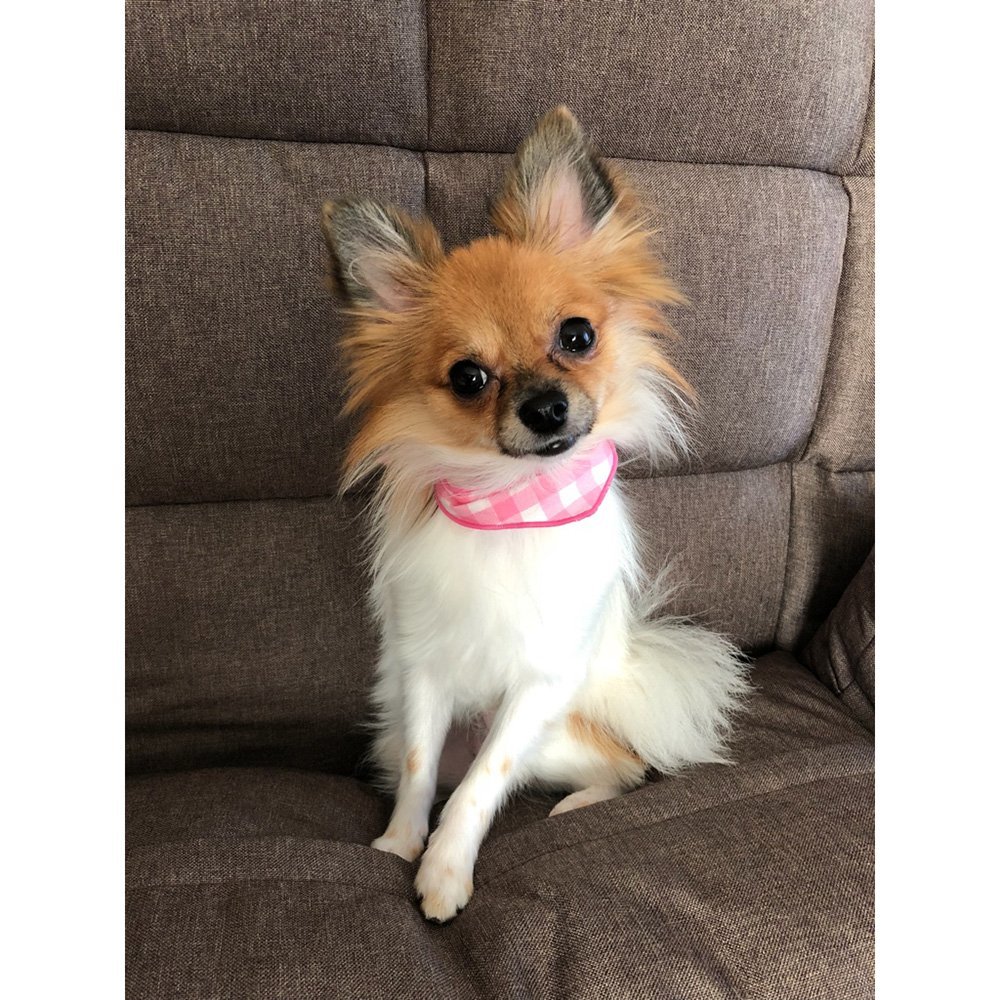 ふりっぱーWebの紹介ペットちゃん  トリミングにいってさっぱり♡ 名前は、りりい  自慢のペット写真募集中です  fripper.jp/f... [ふりっぱーweb ペット写真【Twitter】]
