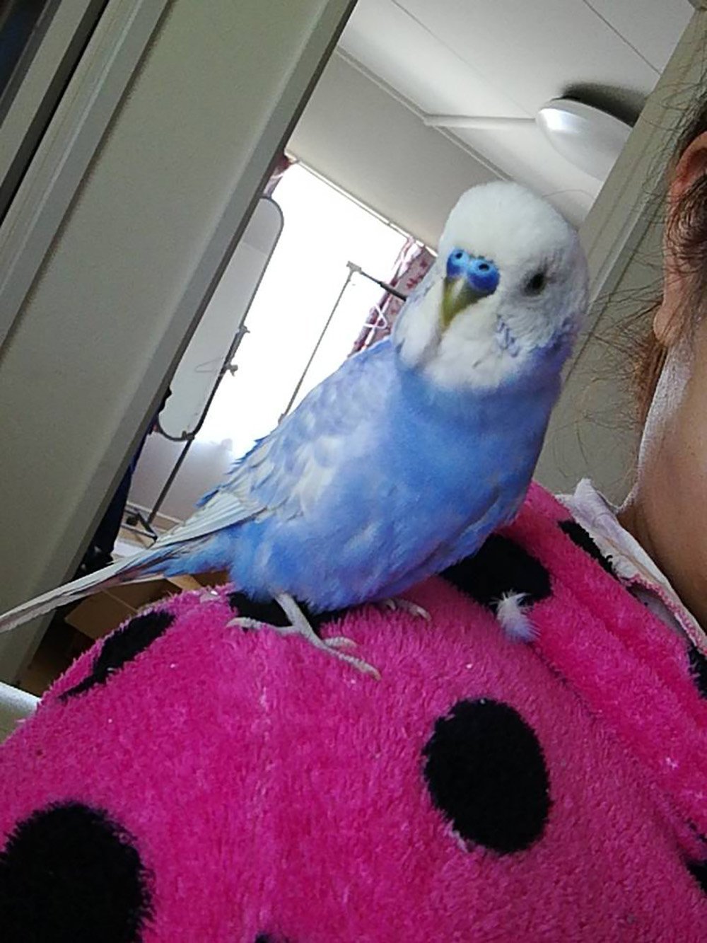 ふりっぱーWebの紹介ペットちゃん  うちのイケメン。甘えん坊。 名前は、ぴーたん  自慢のペット写真募集中です  fripper.jp/f... [ふりっぱーweb ペット写真【Twitter】]