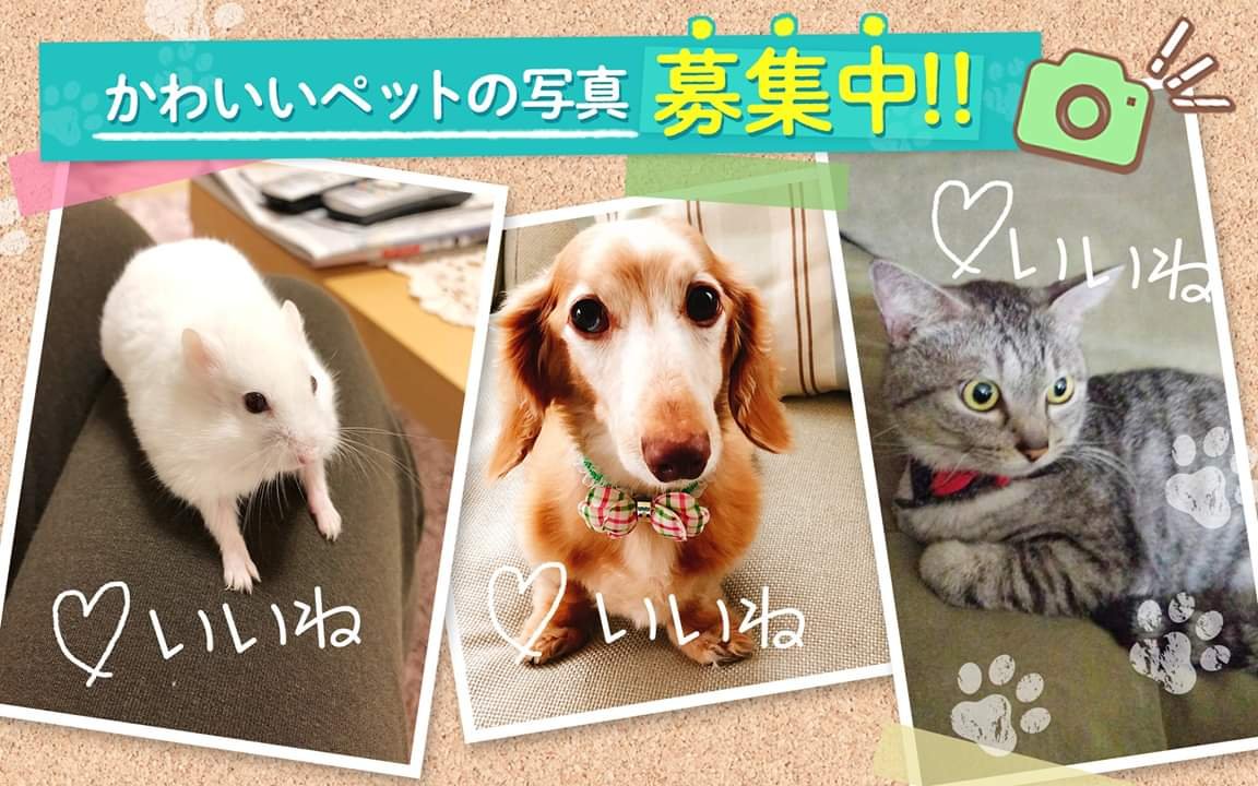 vol.3が登場 かわいいペットちゃんにハートがキュンしたらいいねを押してね   fripper.jp/fripper/conten… pi... [ふりっぱーweb ペット写真【Twitter】]