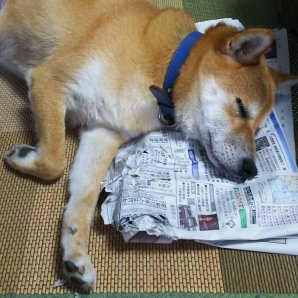ふりっぱーWebの紹介ペットちゃん  自分がボロボロにした新聞を枕にお昼寝しています。 名前は、まめ太郎  自慢のペット写真募集中です  f... [ふりっぱーweb ペット写真【Twitter】]