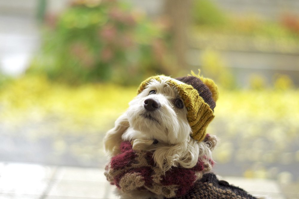 ふりっぱーWebの紹介ペットちゃん  準備おっけー！ 名前は、クッキー  自慢のペット写真募集中です  fripper.jp/fripper... [ふりっぱーweb ペット写真【Twitter】]
