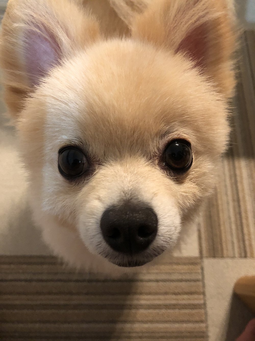 ふりっぱーWebの紹介ペットちゃん  いつもお留守番を頑張ってくれてありがとう 名前は、空  自慢のペット写真募集中です  fripper.... [ふりっぱーweb ペット写真【Twitter】]