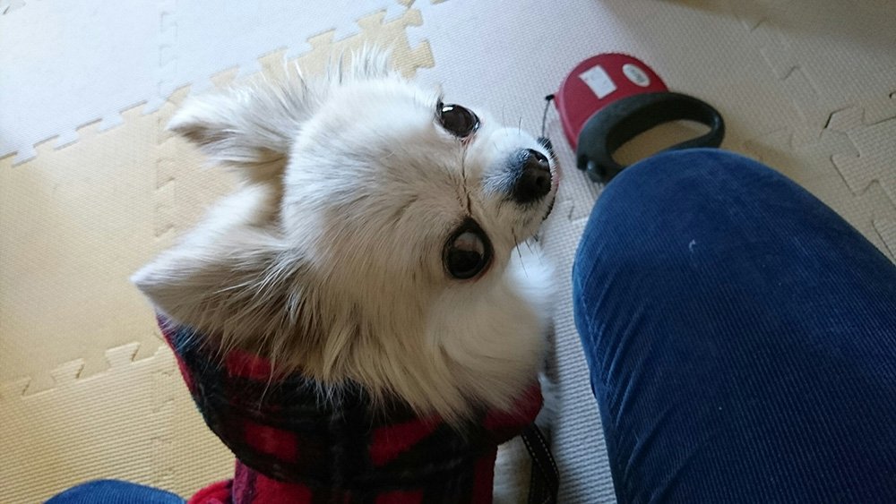 ふりっぱーWebの紹介ペットちゃん  お散歩行けるの？ 名前は、ムクティ  自慢のペット写真募集中です  fripper.jp/frippe... [ふりっぱーweb ペット写真【Twitter】]