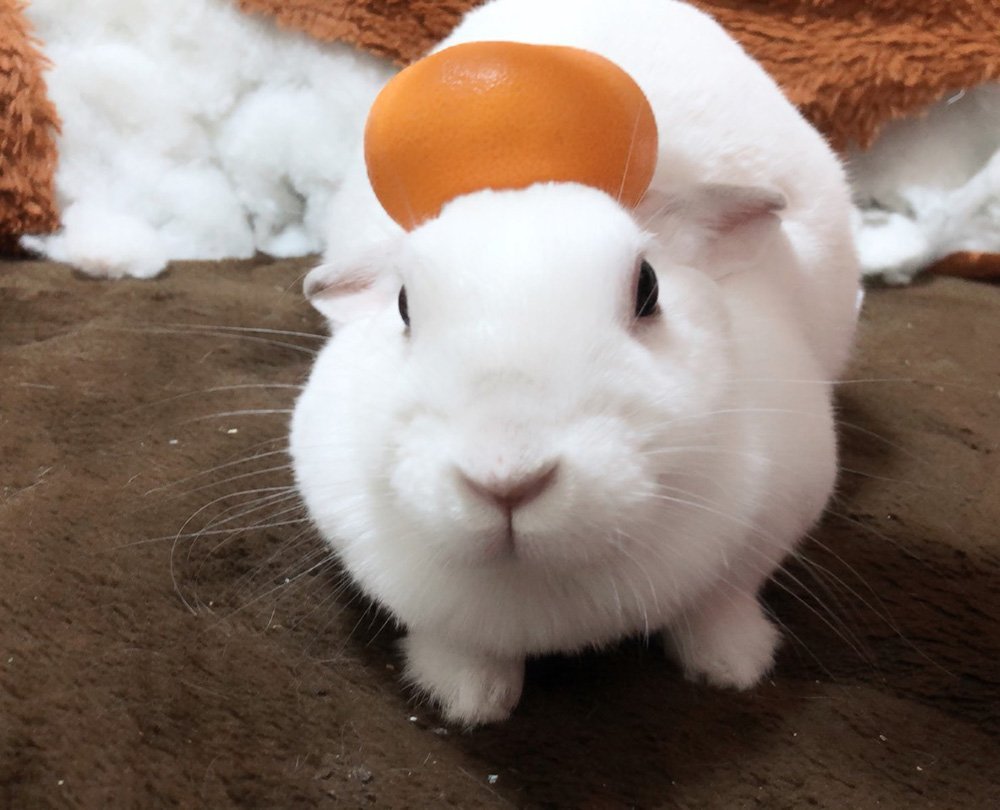 ふりっぱーWebの紹介ペットちゃん  みかんを乗せると、置き物のふりをしてくれます！ 名前は、バニちゃん  自慢のペット写真募集中です  f... [ふりっぱーweb ペット写真【Twitter】]