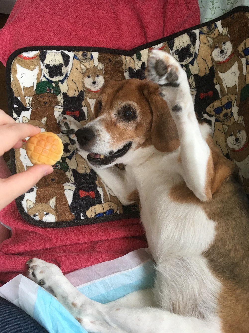 ふりっぱーWebの紹介ペットちゃん  そのパン、ちょーだい！ 名前は、キャンディー  自慢のペット写真募集中です  fripper.jp/f... [ふりっぱーweb ペット写真【Twitter】]