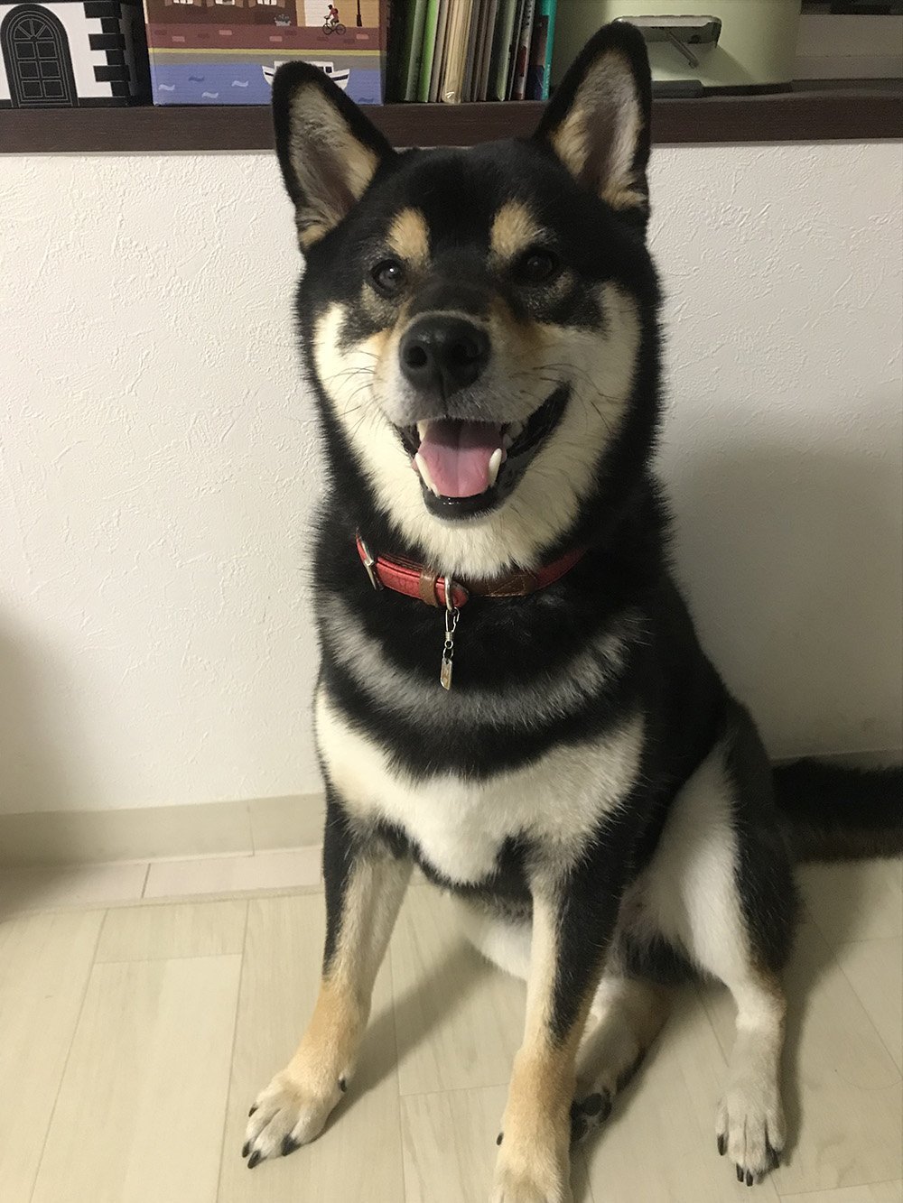 ふりっぱーWebの紹介ペットちゃん  2歳になったよ。 名前は、クウ  自慢のペット写真募集中です  fripper.jp/fripper/... [ふりっぱーweb ペット写真【Twitter】]
