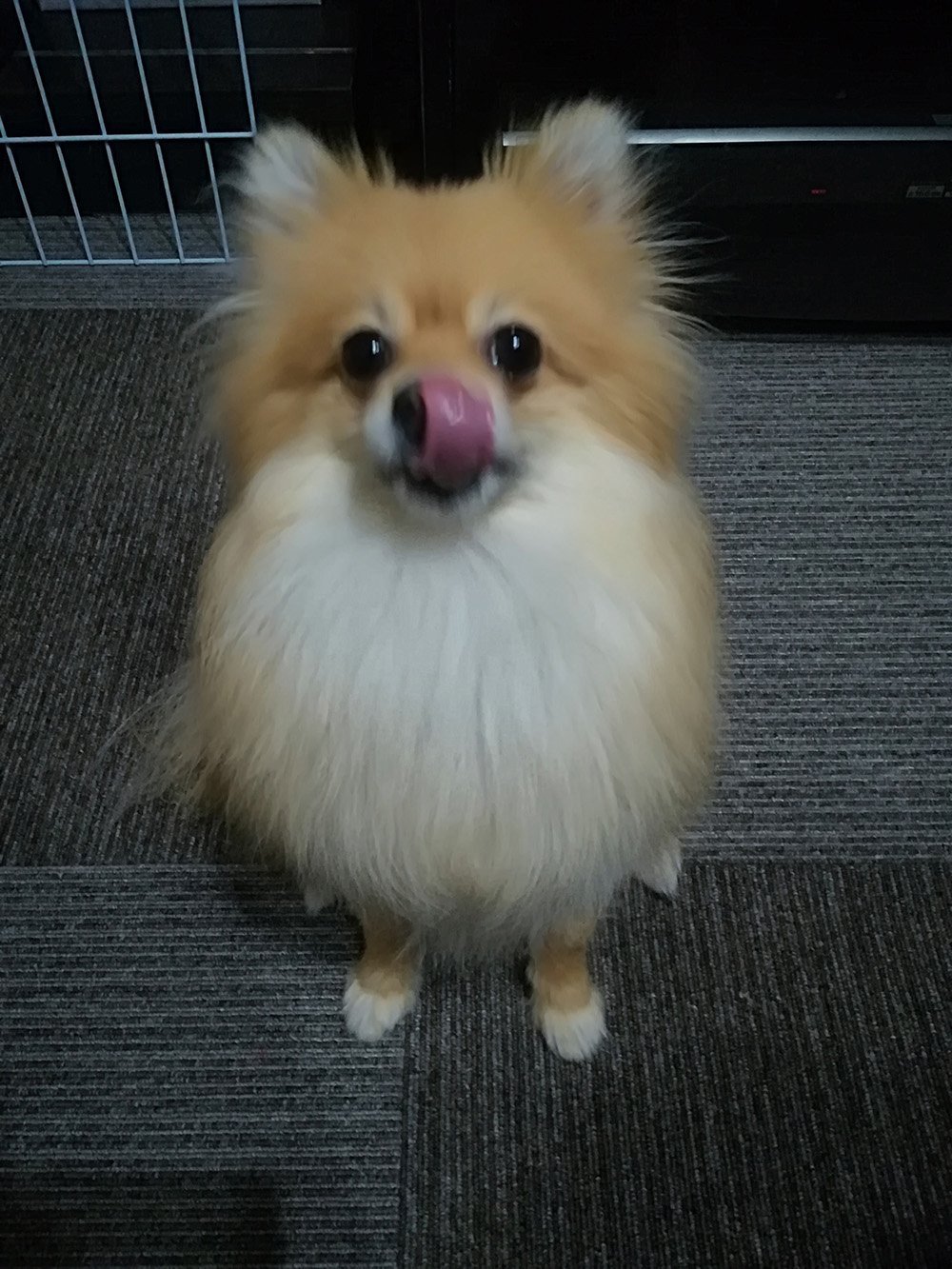 ふりっぱーWebの紹介ペットちゃん  何くれるの？ 名前は、チョコ  自慢のペット写真募集中です  fripper.jp/fripper/c... [ふりっぱーweb ペット写真【Twitter】]