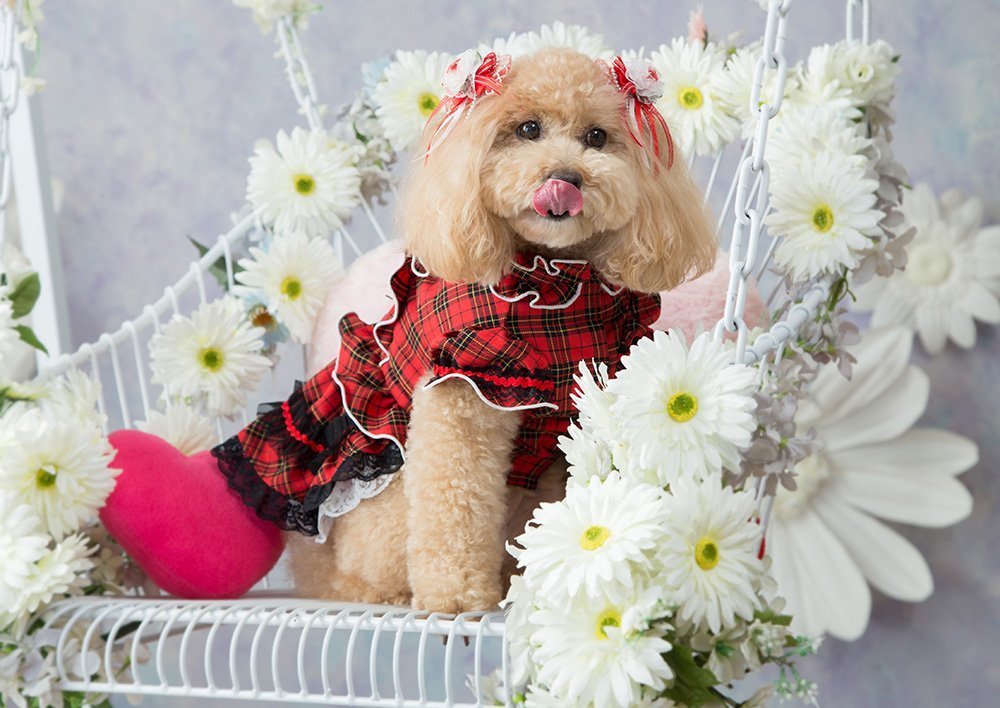 ふりっぱーWebの紹介ペットちゃん  オシャレしてぺろりん 名前は、ミルキー  自慢のペット写真募集中です  fripper.jp/frip... [ふりっぱーweb ペット写真【Twitter】]