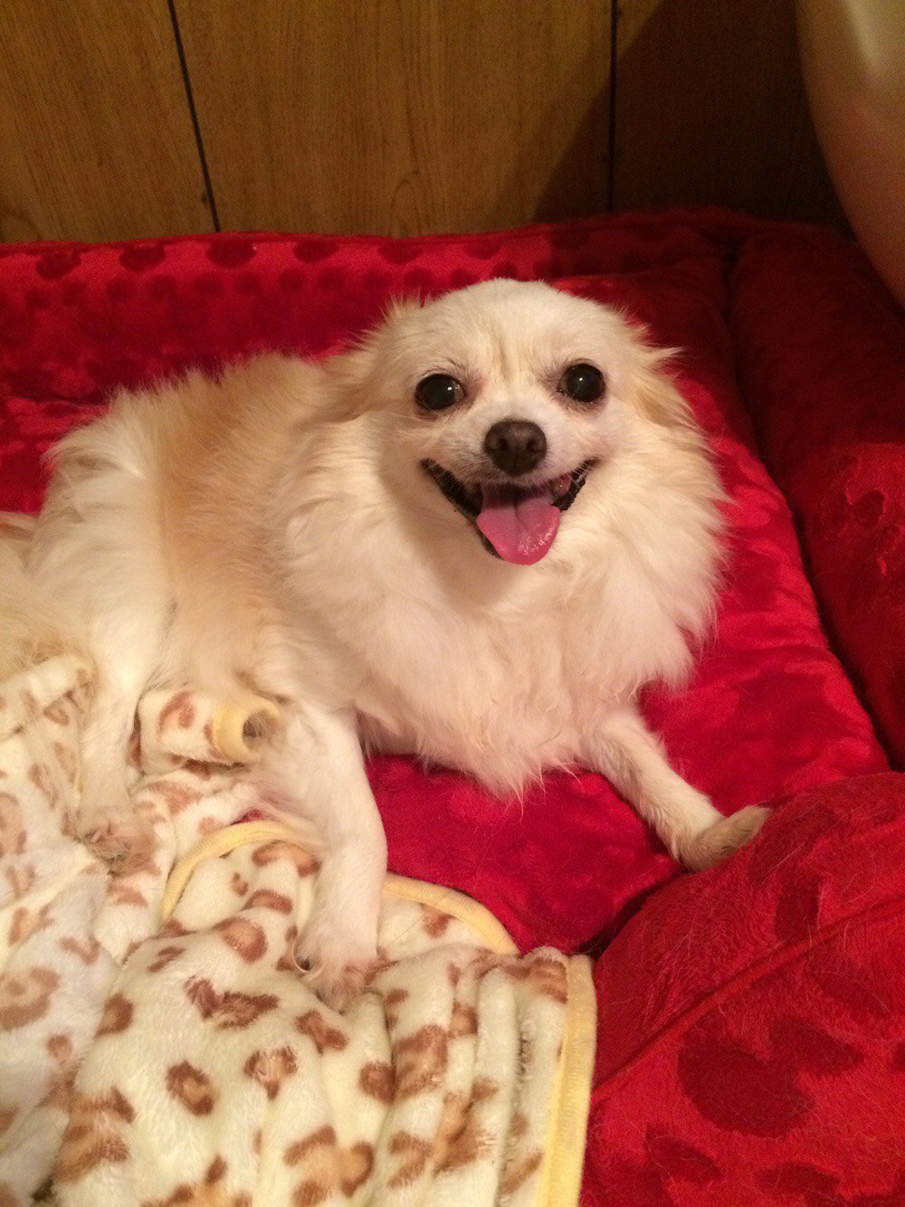 ふりっぱーWebの紹介ペットちゃん  私が1番カワイイでしょ？ 名前は、スノー  自慢のペット写真募集中です  fripper.jp/fri... [ふりっぱーweb ペット写真【Twitter】]