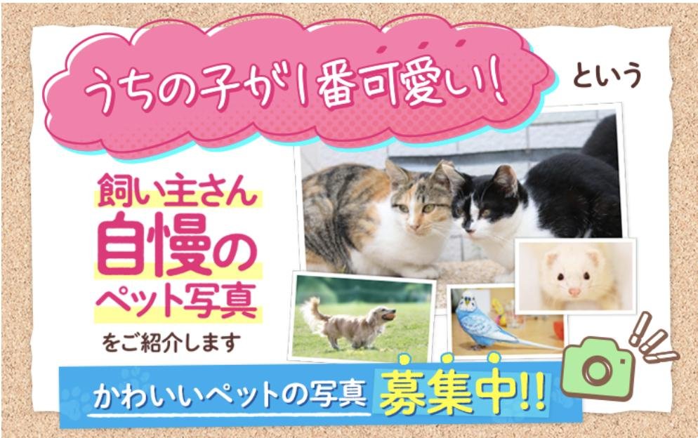 うちの子が1番可愛い いや、うちの子よ そんな自慢のペット写真を ふりっぱーwebでは募集中  寄せられた写真はwebでご紹介されるかも 詳... [ふりっぱーweb ペット写真【Twitter】]