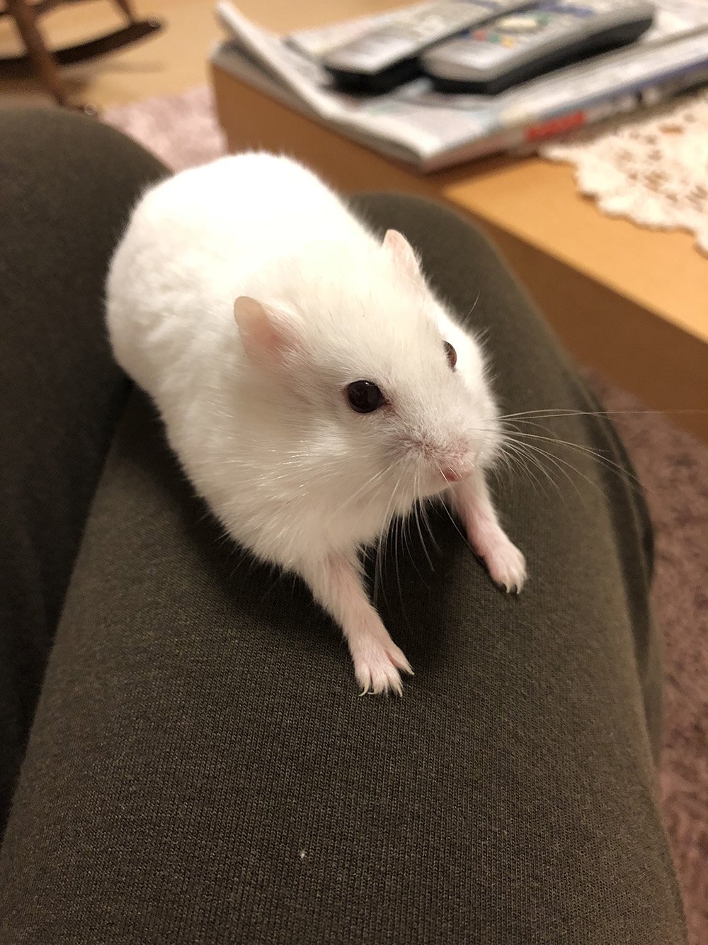 ふりっぱーWebの紹介ペットちゃん  かぼちゃの種が好き。人懐こい真っ白ハムスター♪ 名前は、ぽん  自慢のペット写真募集中です  frip... [ふりっぱーweb ペット写真【Twitter】]