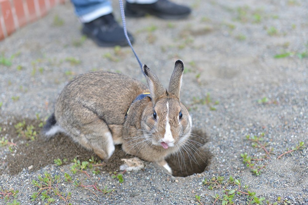 ふりっぱーWebの紹介ペットちゃん  ホリホリ大好き！ 名前は、ぷー  自慢のペット写真募集中です  fripper.jp/fripper/... [ふりっぱーweb ペット写真【Twitter】]