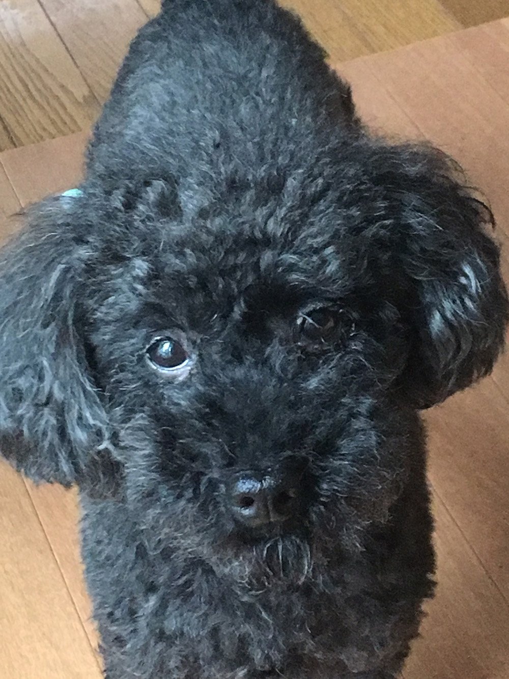 ふりっぱーWebの紹介ペットちゃん  9歳になったよ♪ 名前は、ごん  自慢のペット写真募集中です  fripper.jp/fripper/... [ふりっぱーweb ペット写真【Twitter】]