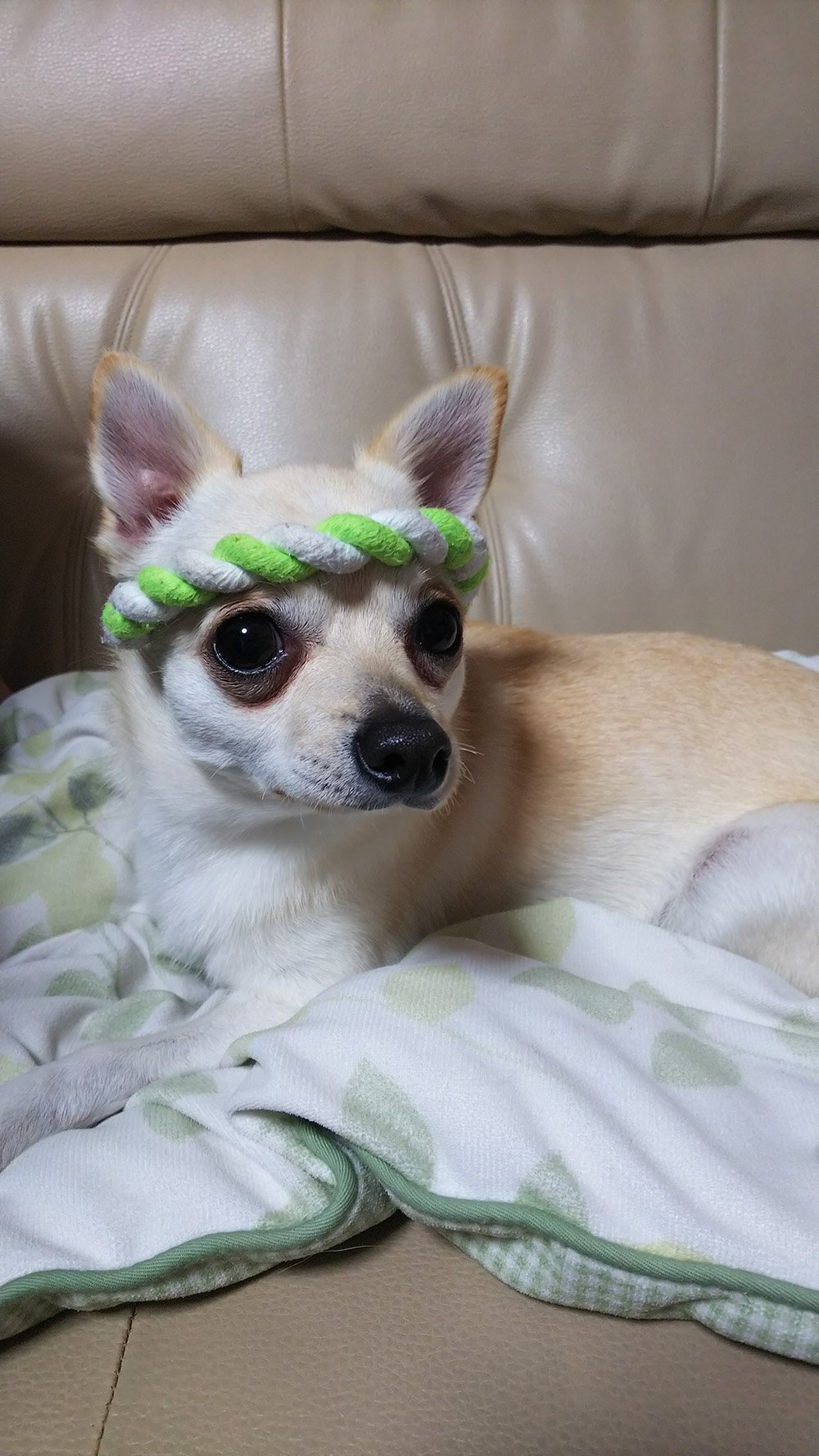 その他 ふりっぱーWebの紹介ペットちゃん  ２代目ワンコやんちゃ犬です☆ 名前は、かいと  自慢のペット写真募集中です  fripper.... [ふりっぱーweb ペット写真【Twitter】]