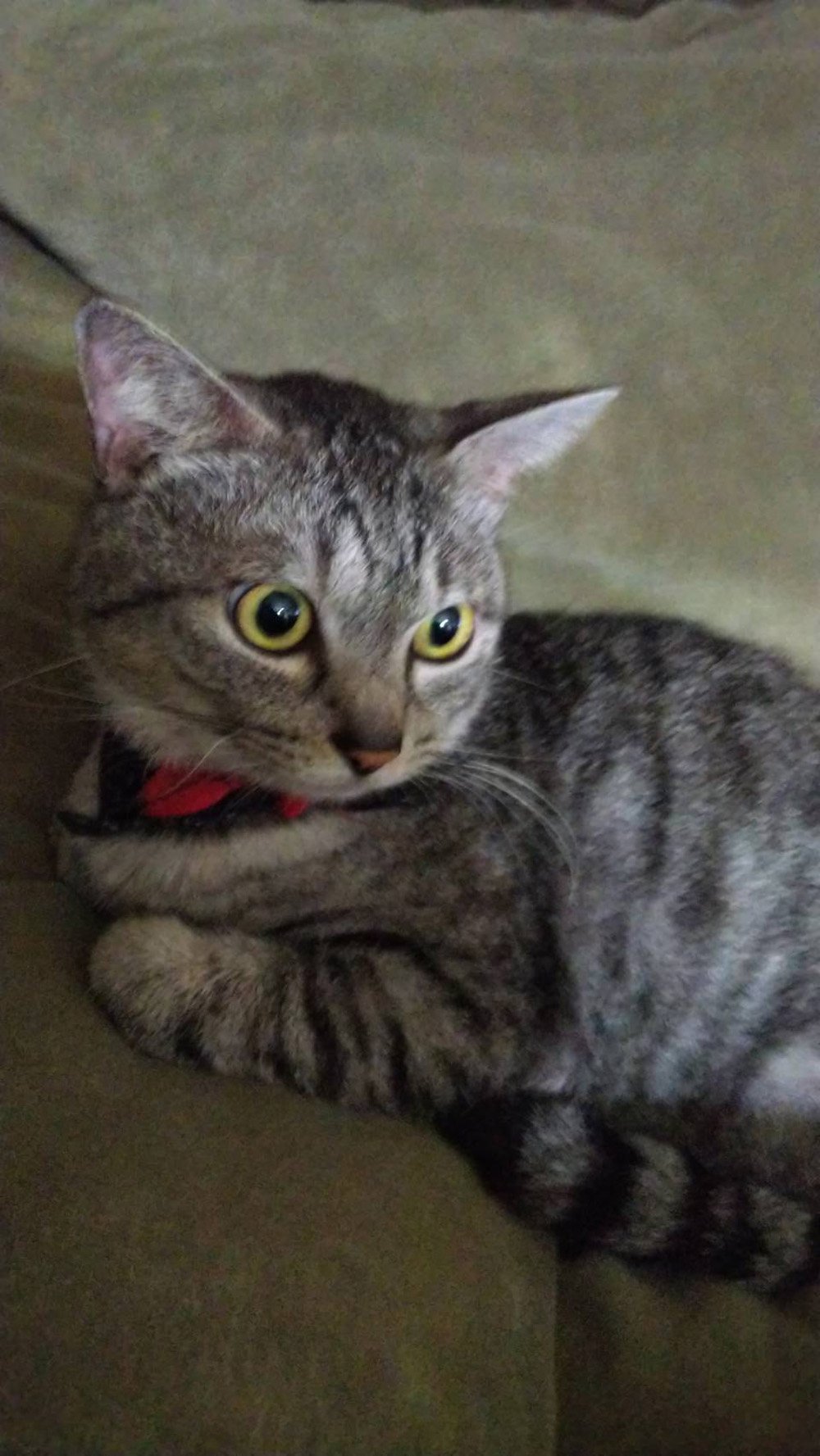 カワイイ〜ペットの写真募集中  ふりっぱーWebでは飼い主さん自慢のペット写真を募集中です 詳しくはこちら  fripper.jp/frip... [ふりっぱーweb ペット写真【Twitter】]