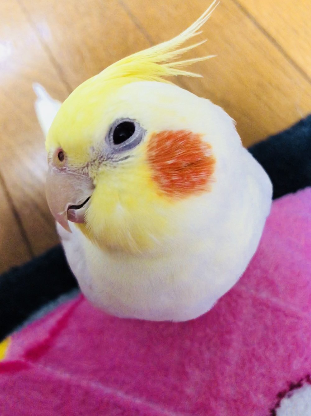 ふりっぱーWebの紹介ペットちゃん  となりのトトロ歌えるよ♫ 名前は、あんず  自慢のペット写真募集中です  fripper.jp/fri... [ふりっぱーweb ペット写真【Twitter】]