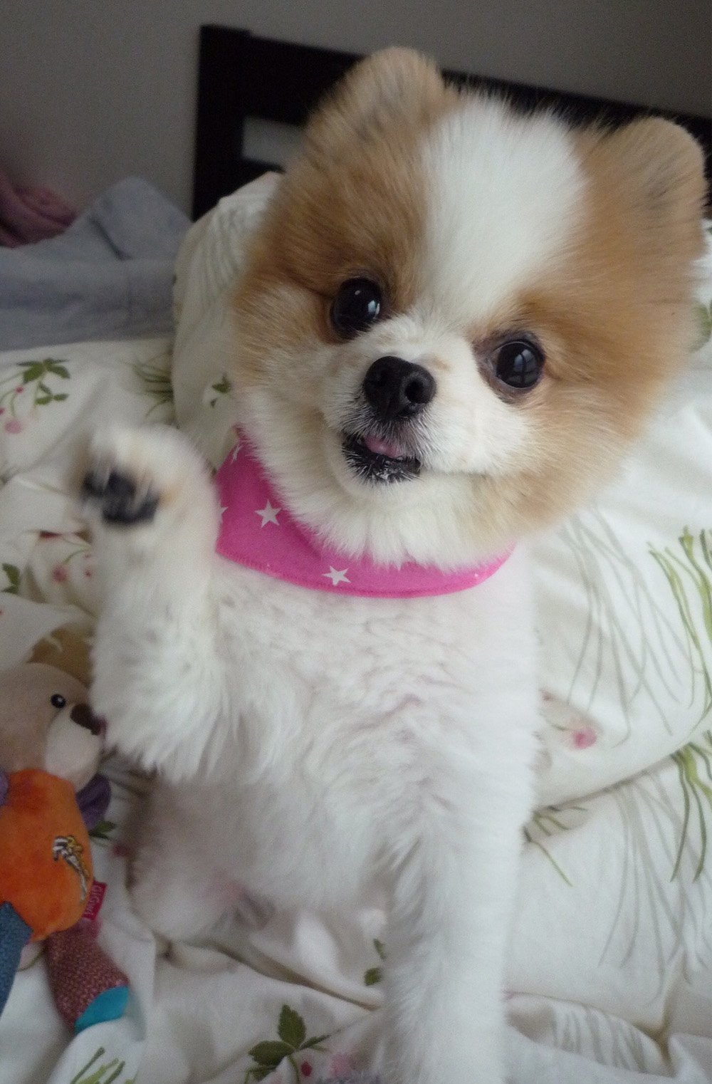 ふりっぱーWebの紹介ペットちゃん  はーい！ 名前は、ペコ  自慢のペット写真募集中です  fripper.jp/fripper/cont... [ふりっぱーweb ペット写真【Twitter】]