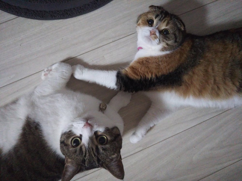 ふりっぱーWebの紹介ペットちゃん  いつも一緒の仲良しスコにゃん♪ 名前は、ミニー＆ラオウ  自慢のペット写真募集中です  fripper... [ふりっぱーweb ペット写真【Twitter】]
