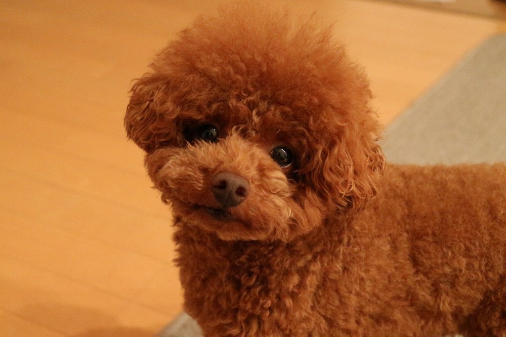 ふりっぱーWebの紹介ペットちゃん  おさんぽだいすき 名前は、茶太郎  自慢のペット写真募集中です  fripper.jp/fripper... [ふりっぱーweb ペット写真【Twitter】]