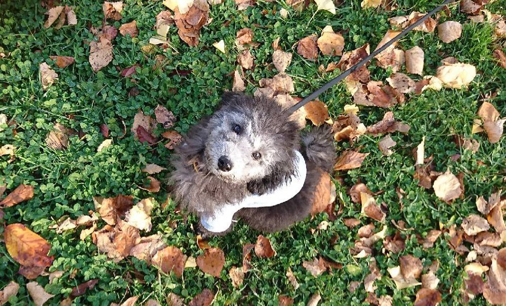 ふりっぱーWebの紹介ペットちゃん  お散歩って楽しいね♪ 名前は、ふく  自慢のペット写真募集中です  fripper.jp/frippe... [ふりっぱーweb ペット写真【Twitter】]