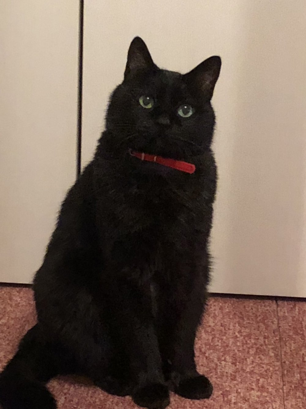 ふりっぱーWebの紹介ペットちゃん  ねこじゃらしが気になる… 名前は、ピカチュウ  自慢のペット写真募集中です  fripper.jp/f... [ふりっぱーweb ペット写真【Twitter】]