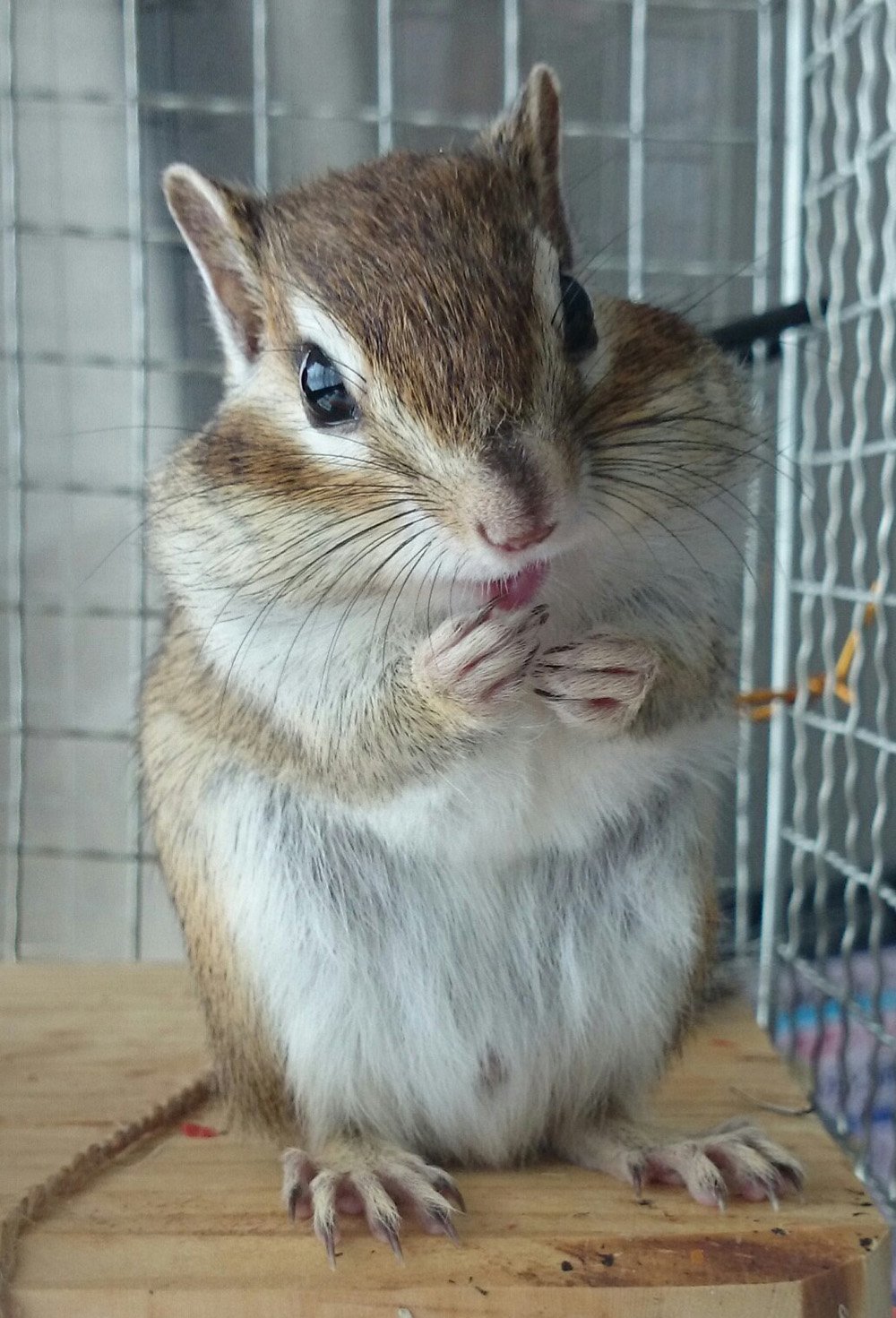 ふりっぱーWebの紹介ペットちゃん  お手てキレイにしています！！ 名前は、コロ助  自慢のペット写真募集中です  fripper.jp/f... [ふりっぱーweb ペット写真【Twitter】]