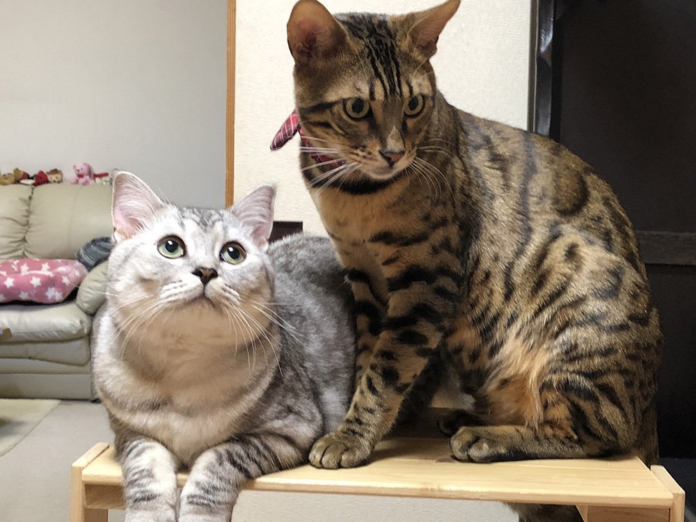 ふりっぱーWebの紹介ペットちゃん  仲良し♫ 名前は、こむぎ・ココア  自慢のペット写真募集中です  fripper.jp/fripper... [ふりっぱーweb ペット写真【Twitter】]