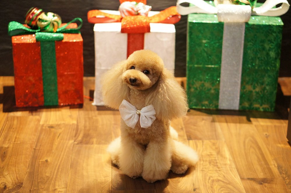 ふりっぱーWebの紹介ペットちゃん  メリークリスマス！ 名前は、リボン  自慢のペット写真募集中です  fripper.jp/frippe... [ふりっぱーweb ペット写真【Twitter】]