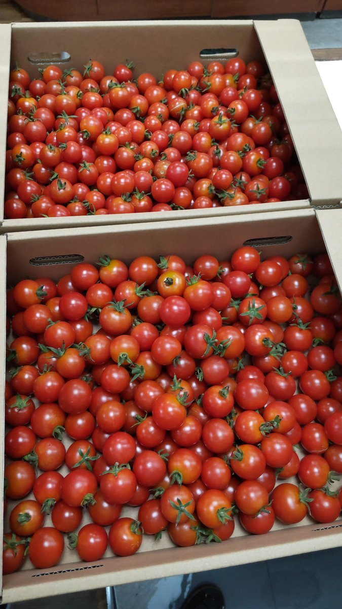 たくさんトマトいただきました!もぎたてトマト６キロ!ありがとうございます [おもちゃの平野【Twitter】]