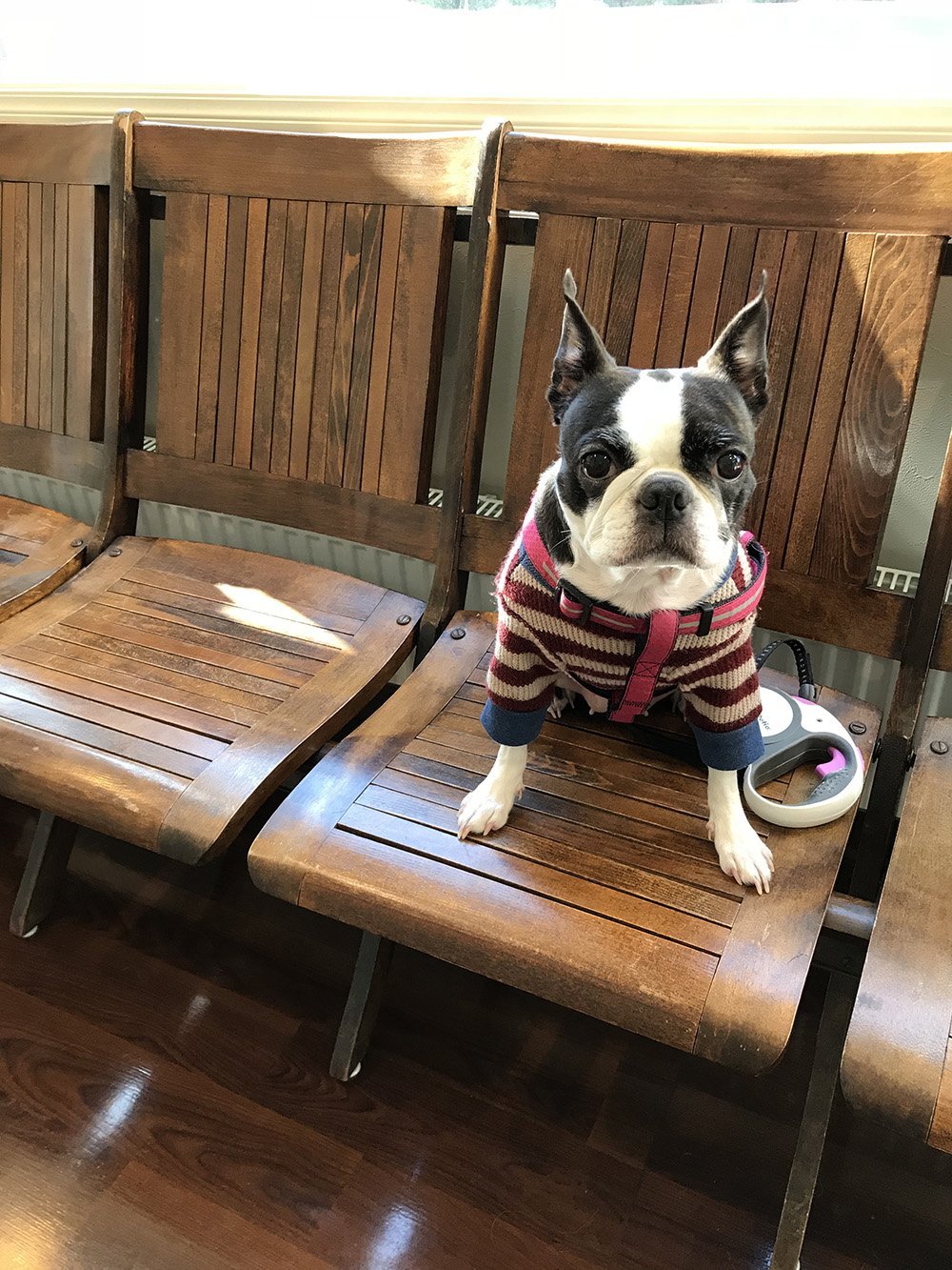 ふりっぱーWebの紹介ペットちゃん  我が家のお利口さん！ 名前は、ヒメ  自慢のペット写真募集中です  fripper.jp/frippe... [ふりっぱーweb ペット写真【Twitter】]