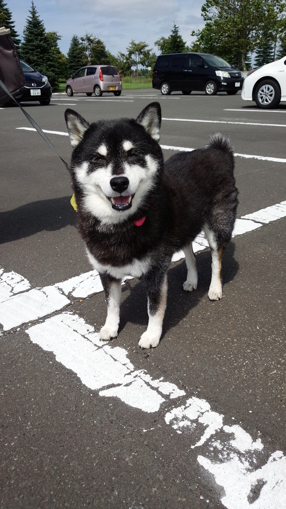 ふりっぱーWebの紹介ペットちゃん  お散歩大好き！楽しいよー 名前は、のあ  自慢のペット写真募集中です  fripper.jp/frip... [ふりっぱーweb ペット写真【Twitter】]