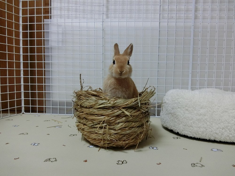 ふりっぱーWebの紹介ペットちゃん  呼んだ？ 名前は、ちょび  自慢のペット写真募集中です  fripper.jp/fripper/con... [ふりっぱーweb ペット写真【Twitter】]