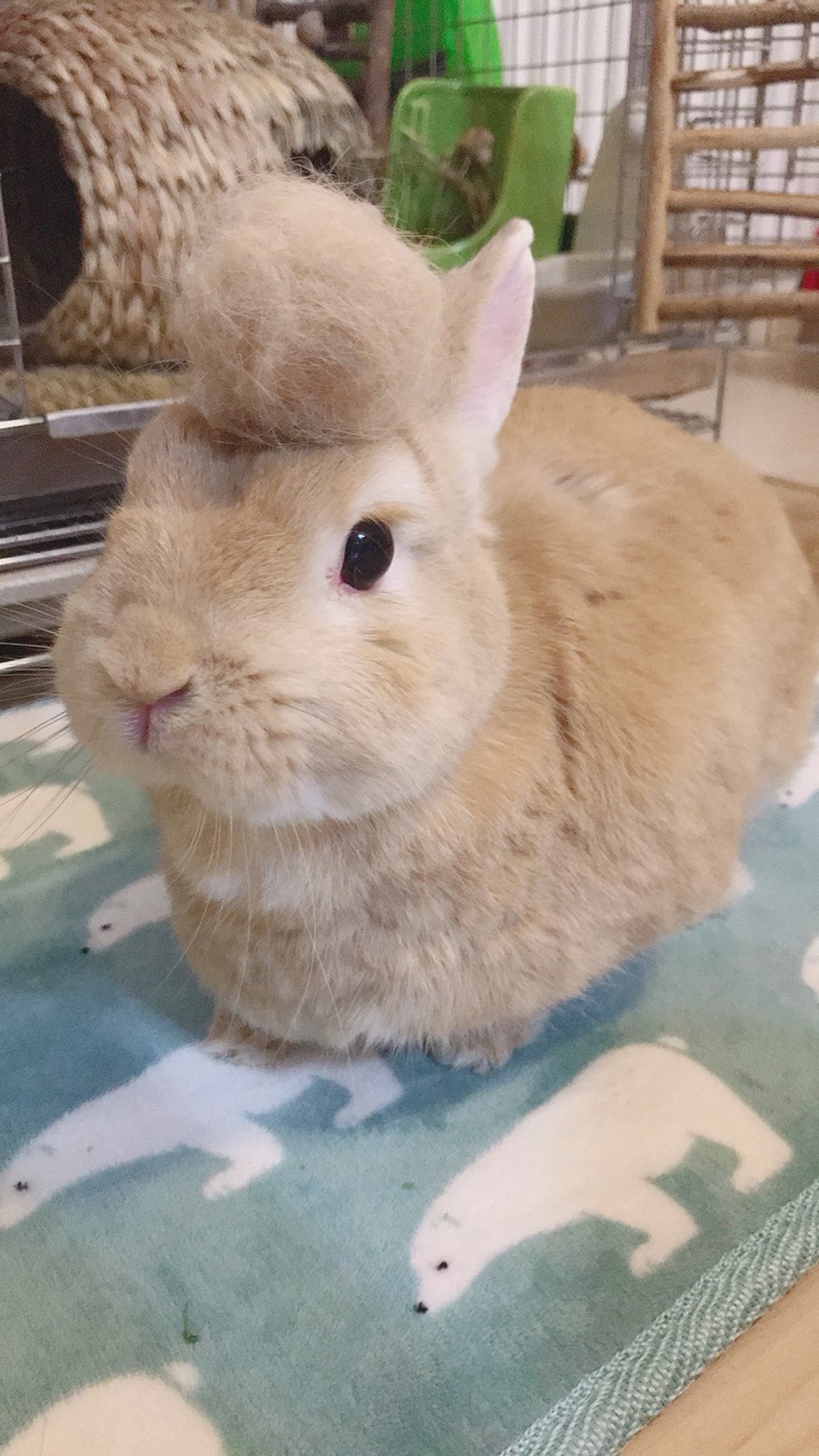 ふりっぱーWebの紹介ペットちゃん  自分の抜け毛でリーゼント 名前は、のん  自慢のペット写真募集中です  fripper.jp/frip... [ふりっぱーweb ペット写真【Twitter】]