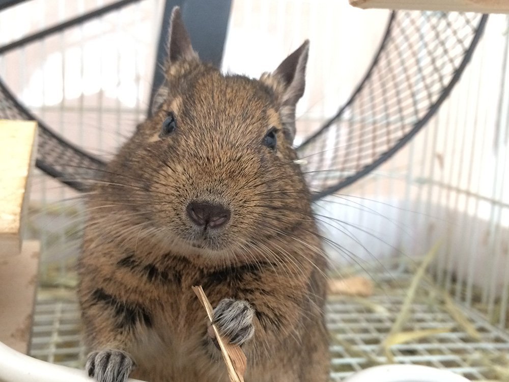 ふりっぱーWebの紹介ペットちゃん  「どうしたのー？」 名前は、ふく  自慢のペット写真募集中です  fripper.jp/fripper... [ふりっぱーweb ペット写真【Twitter】]