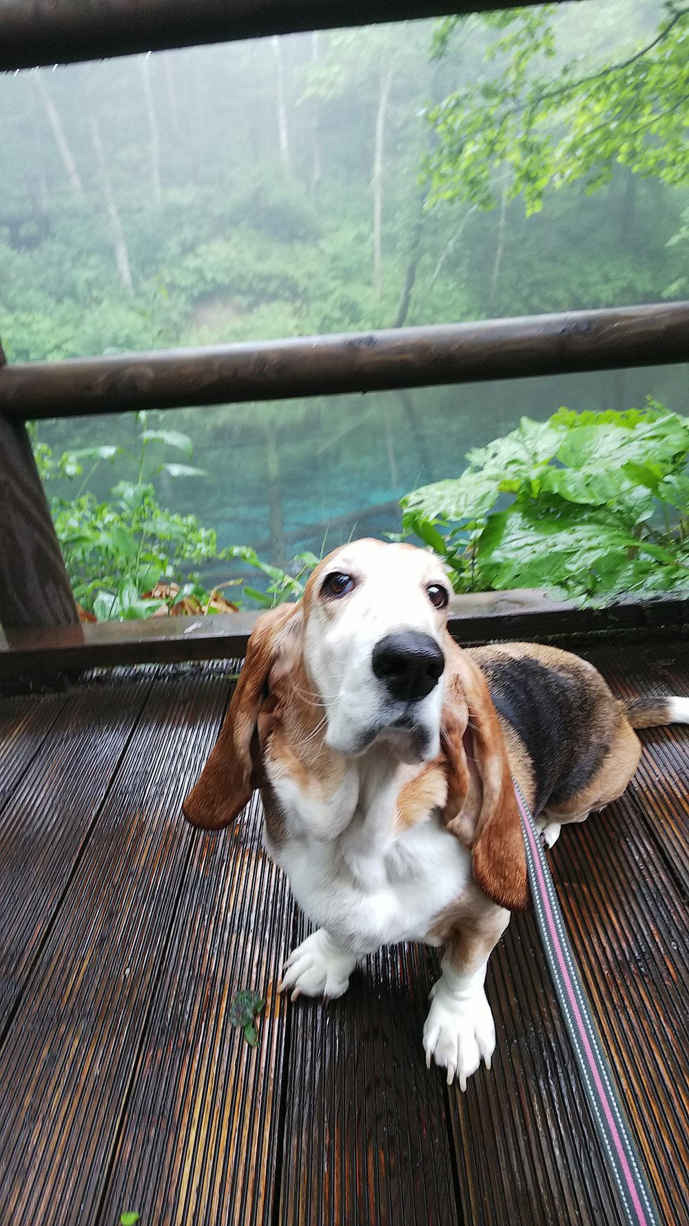 ふりっぱーWebの紹介ペットちゃん  家族で旅行に行ったよ。 名前は、ノエル  自慢のペット写真募集中です  fripper.jp/frip... [ふりっぱーweb ペット写真【Twitter】]