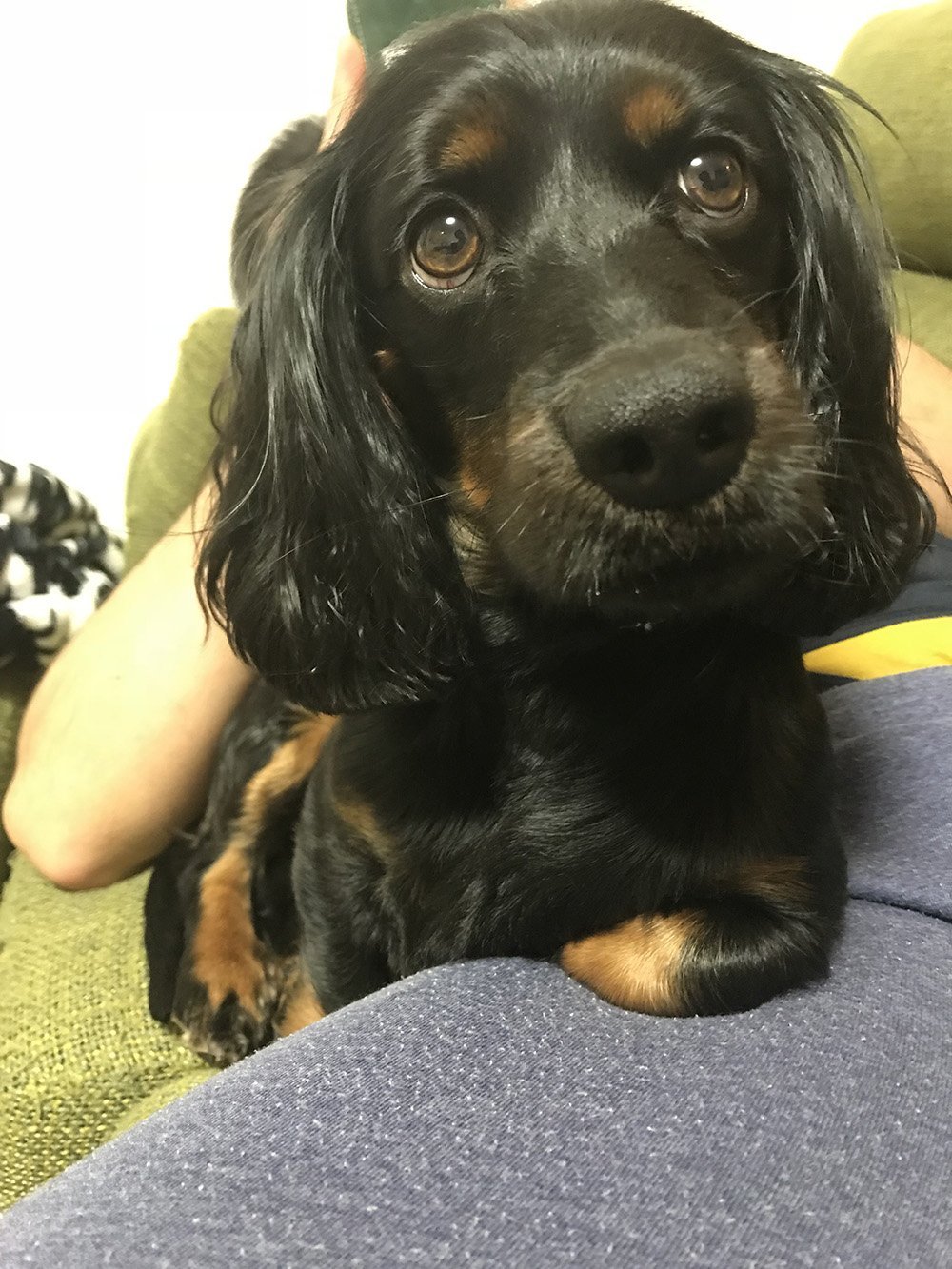 ふりっぱーWebの紹介ペットちゃん  甘えん坊な愛犬 名前は、コタロウ  自慢のペット写真募集中です  fripper.jp/fripper... [ふりっぱーweb ペット写真【Twitter】]