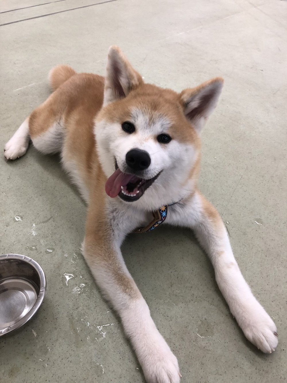 ふりっぱーWebの紹介ペットちゃん  いい笑顔でしょ？ 名前は、とろろ  自慢のペット写真募集中です  fripper.jp/fripper... [ふりっぱーweb ペット写真【Twitter】]