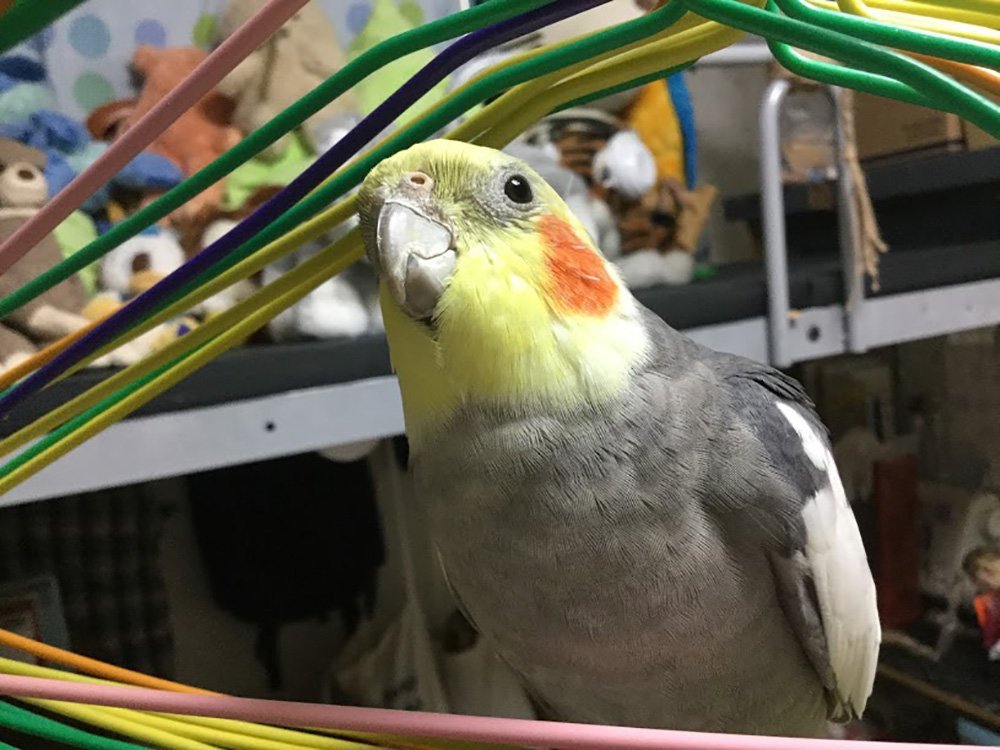 ふりっぱーWebの紹介ペットちゃん  うちのスーパーモデル！！ 名前は、柊  自慢のペット写真募集中です  fripper.jp/fripp... [ふりっぱーweb ペット写真【Twitter】]