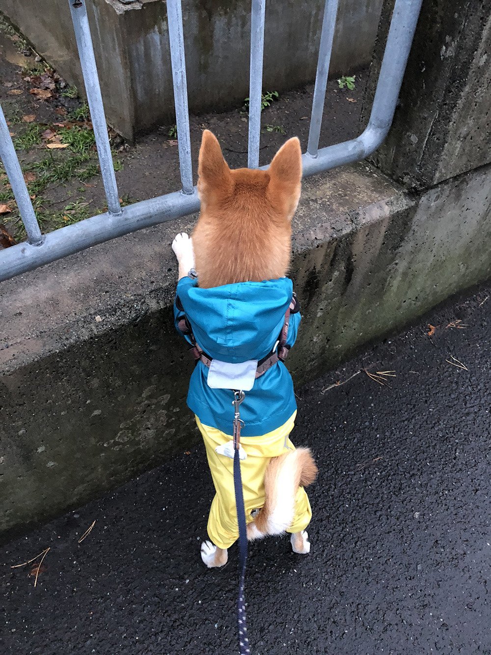 ふりっぱーWebの紹介ペットちゃん  小学校のうさぎ小屋が気になる～ちょっと見学させてね 名前は、かんきち  自慢のペット写真募集中です  ... [ふりっぱーweb ペット写真【Twitter】]