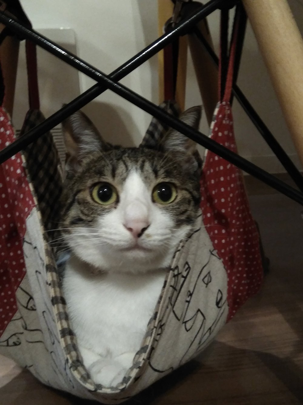 ふりっぱーWebの紹介ペットちゃん  寒い季節は暖房前のニャンモックで大満足♪ 名前は、くうちゃん  自慢のペット写真募集中です  frip... [ふりっぱーweb ペット写真【Twitter】]