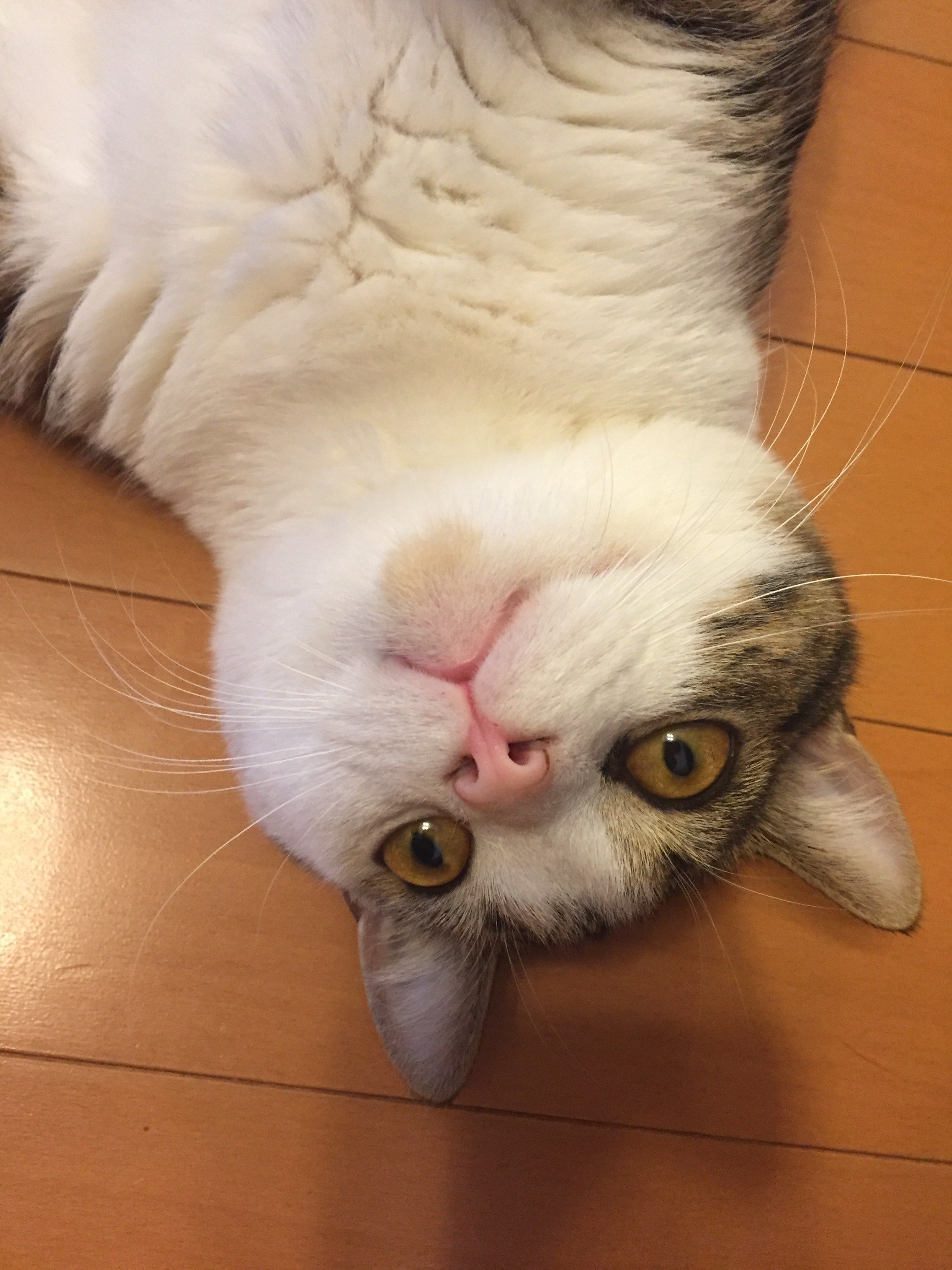 ふりっぱーWebの紹介ペットちゃん  我が家のストーカーです！ 名前は、もんちゃん  自慢のペット写真募集中です  fripper.jp/f... [ふりっぱーweb ペット写真【Twitter】]