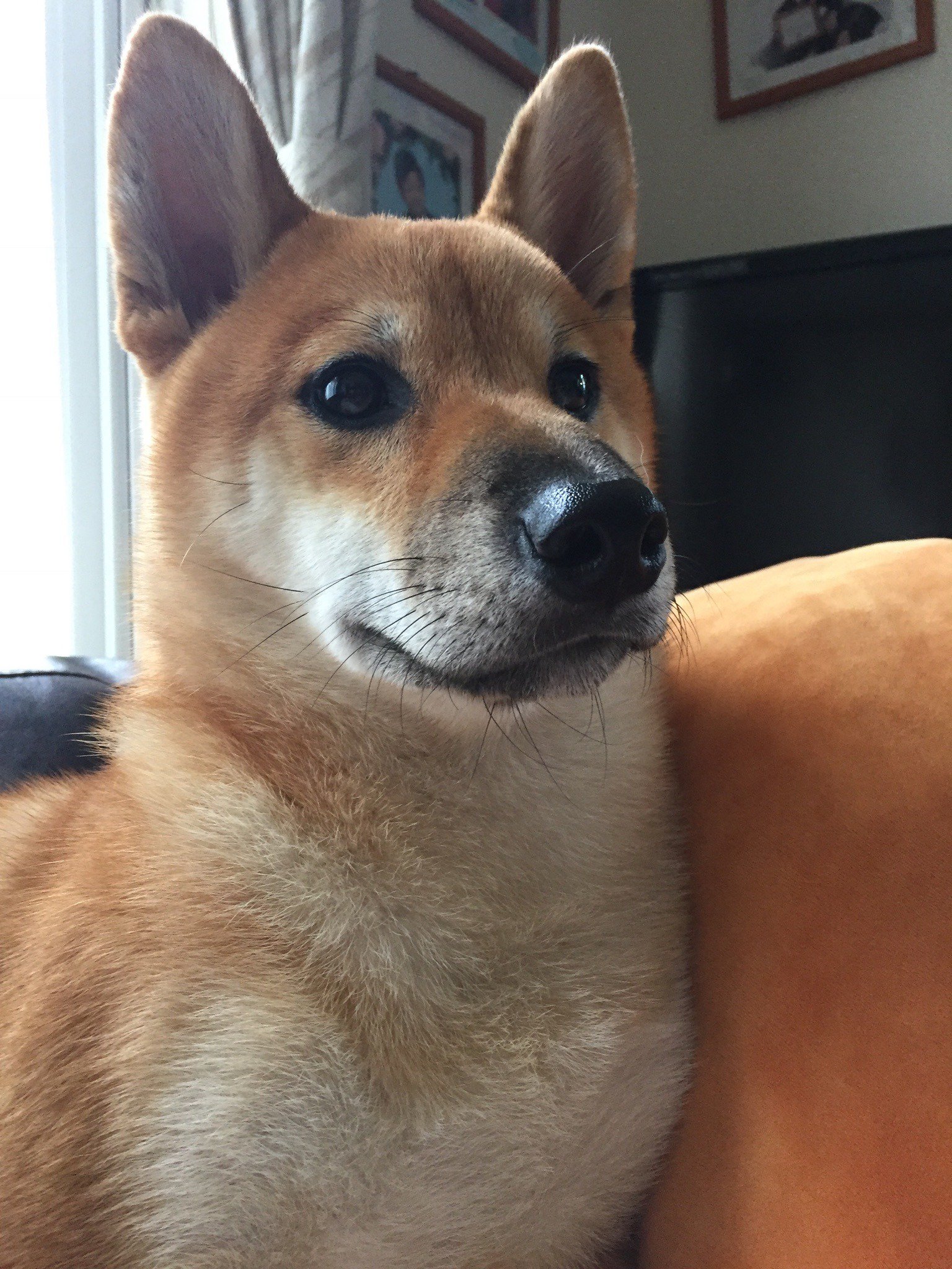 ふりっぱーWebの紹介ペットちゃん  とっても甘えん坊の柴犬。もうすぐ1歳です。 名前は、さきち  自慢のペット写真募集中です  fripp... [ふりっぱーweb ペット写真【Twitter】]